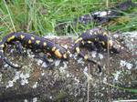 Salamandra
