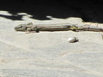 Lagartija colilarga