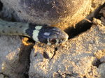 Culebra de collar (juvenil)