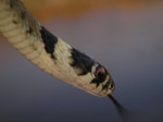 Culebra de collar (juvenil)