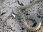 Culebra de collar (juvenil)