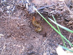 Escolopendra