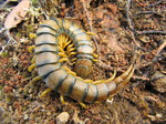 Escolopendra