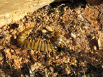Escolopendra