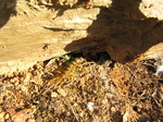Escolopendra