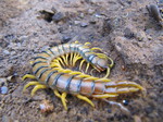 Escolopendra
