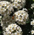 Mylabris uhagonii