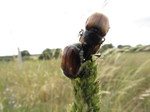 Escarabajo sanjuanero (Melolontha melolontha)