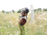 Escarabajo sanjuanero (Melolontha melolontha)