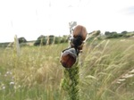 Escarabajo sanjuanero (Melolontha melolontha)