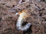 Larva de escarabajo sanjuanero 