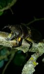 Pseudolucanus barbarossa