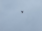 Ciervo volante