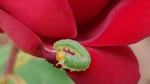 Larva de Mosca de sierra