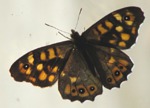 Mariposa de los muros