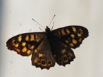 Mariposa de los muros
