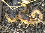 Escorpión