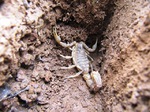 Escorpión