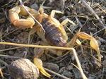 Escorpión