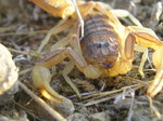 Escorpión