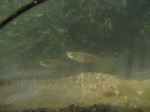 Gambusia