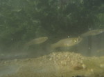 Gambusia