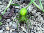 Araña de los prados  (Micrommata virescens)