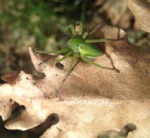 Araña de los prados (Micrommata virescens)