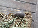 Musaraña (Crocidura russula)
