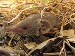 Musaraña (Crocidura russula)