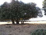 Encina (Quercus ilex)