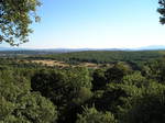 Encina (Quercus ilex)