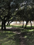 Encina (Quercus ilex)