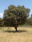 Encina (Quercus ilex)