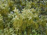 Flor de Quercus ilex