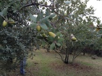 Fruto de Quercus ilex