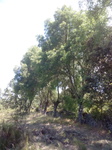 Fresno (Fraxinus angustifolia)