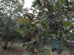 fruto de roble melojo (Quercus pyrenaica)