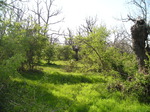 Roble melojo (Quercus pyrenaica)