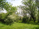 Roble melojo (Quercus pyrenaica)