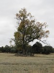 Roble melojo (Quercus pyrenaica)