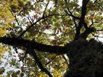 Roble melojo (Quercus pyrenaica)