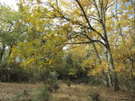 Roble melojo (Quercus pyrenaica)