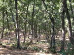 Roble melojo (Quercus pyrenaica)