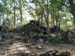 Roble melojo (Quercus pyrenaica)