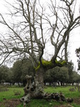 Roble melojo (Quercus pyrenaica)