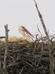 Cigüeña blanca (Ciconia ciconia) adulto incubanco