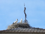 Cigüeña blanca (Ciconia ciconia) ejemplars jovenes