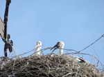 Cigüeña blanca (Ciconia ciconia) ejemplars jovenes