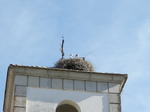 Cigüeña blanca (Ciconia ciconia) ejemplars jovenes